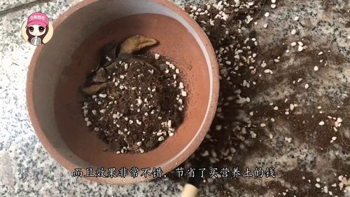 还在扔旧的营养土吗 原来这样翻新过,又能用好几年 