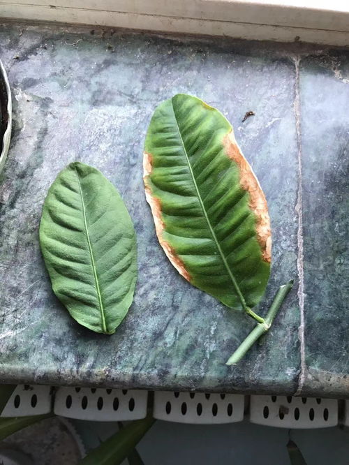 请问这是什么植物 叶子有刺激性味道,对人有害吗