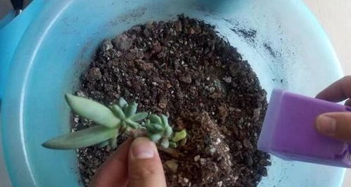 多肉冻死了,可以把旧土这样重复利用,杜绝浪费,从我做起哦 土壤 