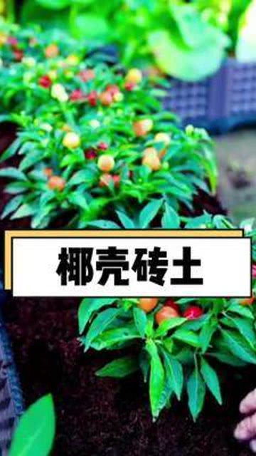 椰砖土适合养什么蔬菜—椰砖土好不好