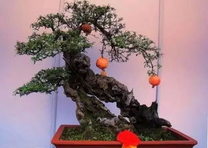 如何让石榴树盆景主干变粗
