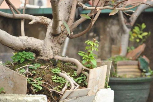 土板结了不想换土怎么能改善_如何把板结的土变
