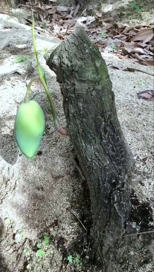 葡萄树老桩根部发芽有用吗—葡萄树根部的芽需