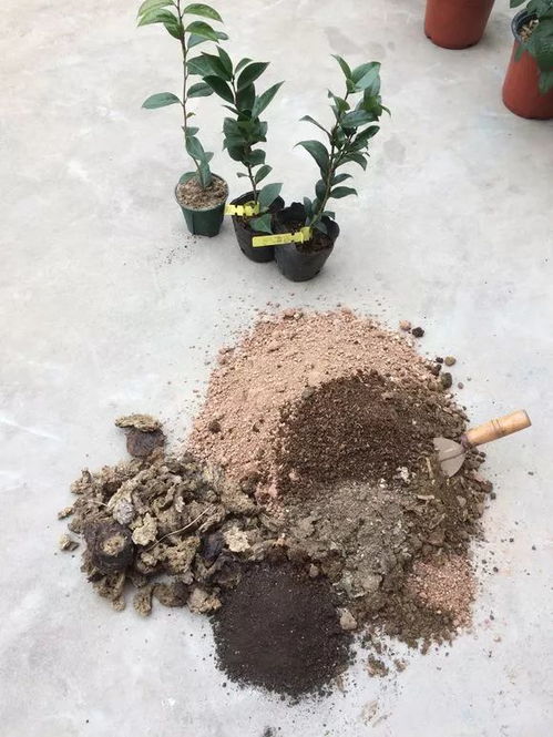 这2种土用来养花,经常黄叶烂根,能活就算不错了,要慎用 腾讯新闻 