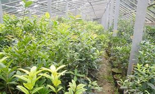 春季怎样把大棚桂花移栽到室外 