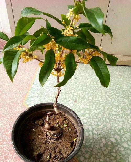 桂花换盆,把握好三个要点,不用缓苗,叶子油绿,根系长得快
