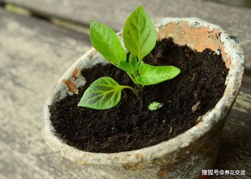 移栽植物时根部带泥土的原因,移栽植物时根部带