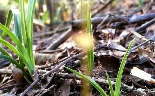 松针如何腐熟种植兰花 兰友 好的松针土有白色菌丝
