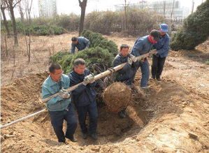 合理移栽树木的时间 
