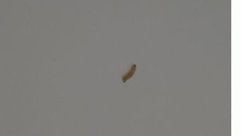 家里无故出现木头白色小虫子怎么消灭,急