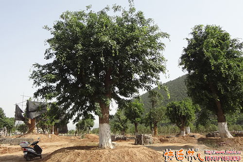 大树移栽技术要点,大树怎么移栽好成活 