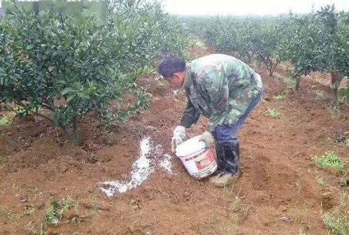 营养土还要加土吗;营养土还需要施肥吗