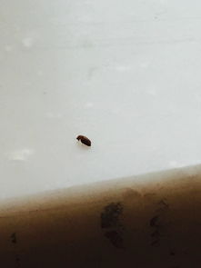 家里为什么有好多会飞的 有褐色壳的小虫子 