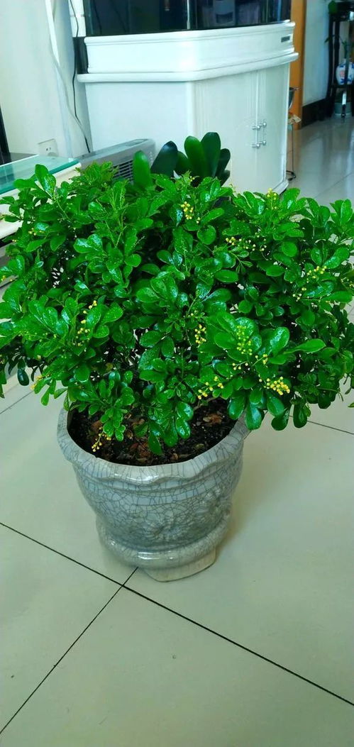 哪些植物需要酸性土壤_什么植物适合酸性土