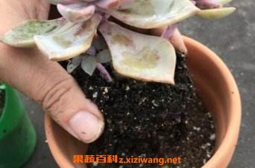 快速除花土小黑飞虫_快速除花土小黑飞虫妙招