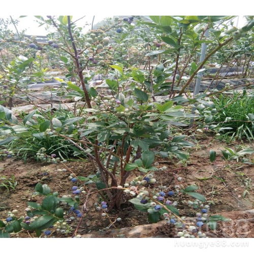 【4年蓝金蓝莓苗当年结果带果发货蓝莓适合酸性土壤】- 黄页88网