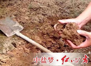 植保 土壤板结解决方法大全 