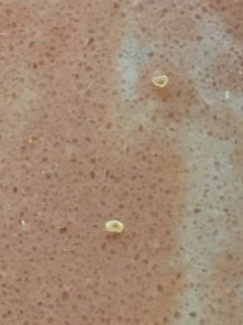 家里花盆附近好多这种小虫,是什么虫 怎么处理 