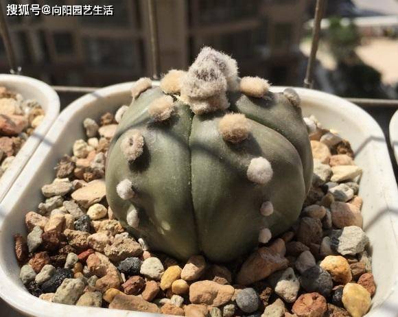 营养土能一直用吗,营养土用几年就不能用了