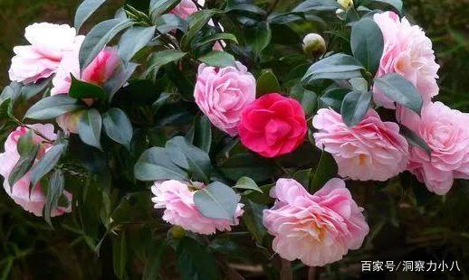 茶花土加 一料 ,不烂根不黄叶,蹭蹭冒芽笋,独苗变群花老桩