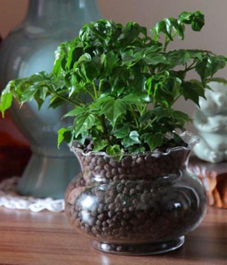 这4种 丸子 ,往盆里埋1点,根系 叶片蹭蹭长,什么花都能用 养花 植物 羊粪 大豆 网易订阅