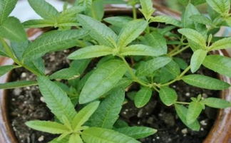 植物营养土怎么用_绿植营养土怎么使用
