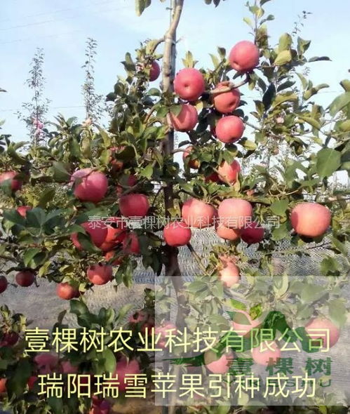 【烟富0号苹果苗规格齐全】-黄页88网