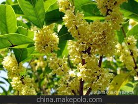 新买的桂花怎么上盆_刚买回的桂花怎么上盆