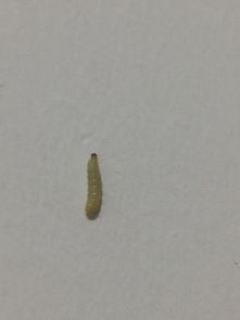 家里墙上有一个白色的虫子,是什么虫