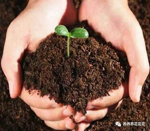 养花别再买土了,农村小伙教你自制 万能 营养土,养啥都爆盆