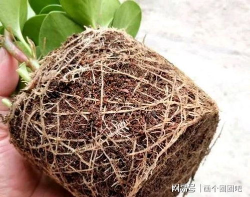 泥炭土可以反复使用吗;泥炭土可以反复使用吗有