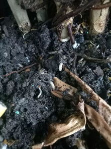花土有小白虫怎么样处理呢 教你1招解决 