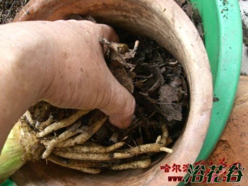 君子兰换土注意事项视频