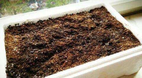 这4种土不能养花,很容易招虫烂根,养啥花都活不久