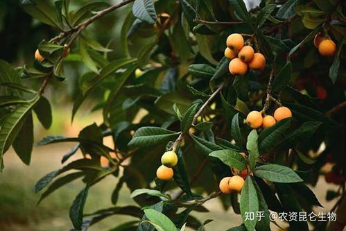 枇杷需要用哪种肥料 枇杷用什么肥料做叶面肥 枇杷水溶肥用调色师 