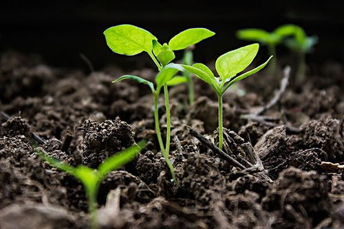 改良土壤的方案需要的材料和依据的科学知识和改良土壤的思路和方法有哪些 