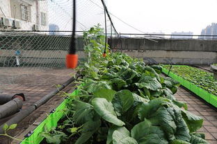 楼顶种菜楼下漏水引纠纷 屋顶菜园不是想种就能种的 