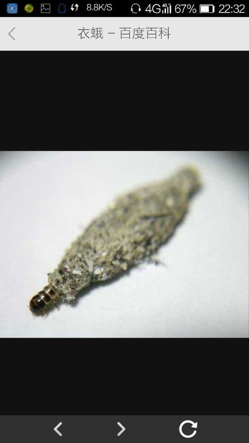 衣服上有白色的像蛆的虫子;衣服上有白色的像蛆