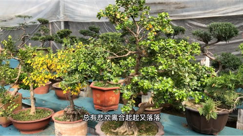 老桩盆景欣赏 