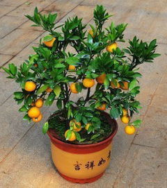 种盆栽苹果树容易还是种盆栽橘子树容易活 