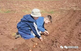 土壤有机质 对 土壤肥力的 六 大作用 