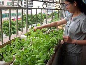 在阳台这样种菜,成本不足50块,却够全家人吃一年 