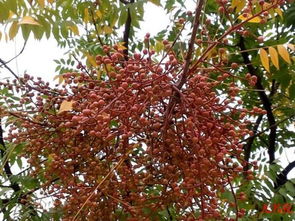 这种木本植物叫什么名字
