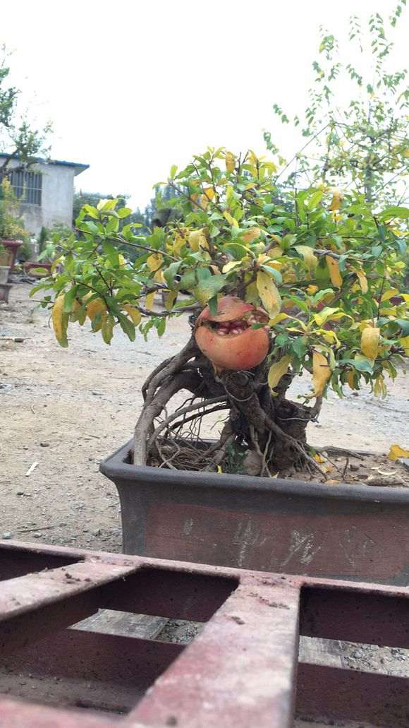 怎样种植石榴—怎样种植石榴下山桩