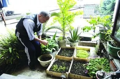 用椰砖种菜的正确过程图_用椰砖种菜的正确过程