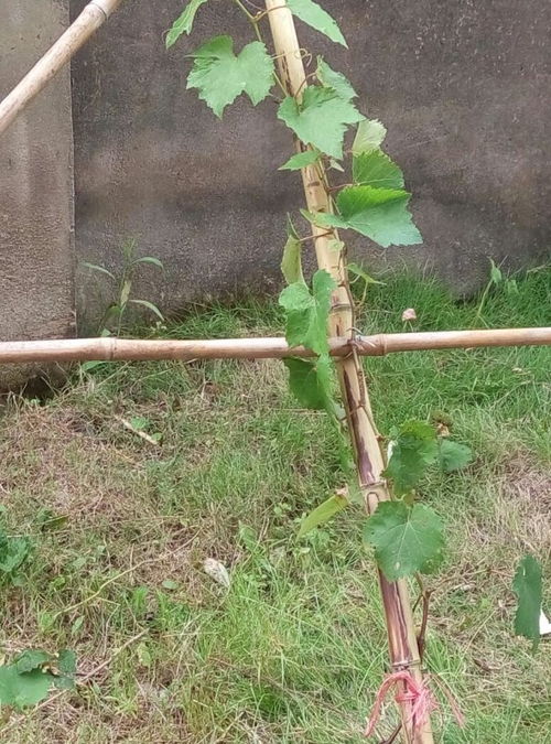 葡萄树下部叶子老是死了怎么办求教 