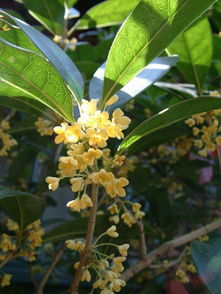室内盆栽哪些花对人体有益求组图 