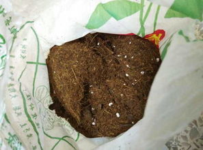 谁能帮我看一下,我在花市买的营养土,一块钱一袋,感觉里面好多干草的样子,可以直接用来种花吗 我想种 