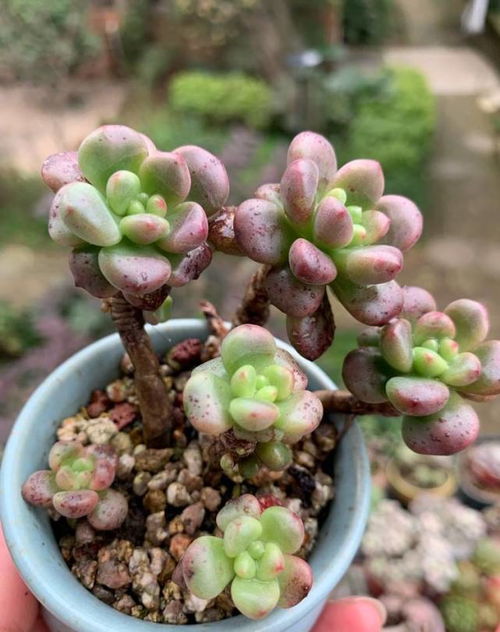 花盆里有白色蛆虫怎么办
