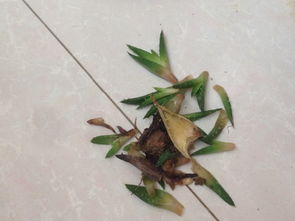 花盆里有潮湿虫子怎么去除,花盆里有潮湿虫子怎